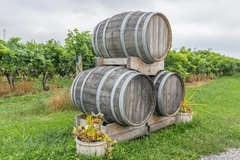 Wine barrels in a grape field Stock Photos