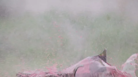 Wine bottle gun shot in native slow motion scene on green background Vídeo Stock 64019658