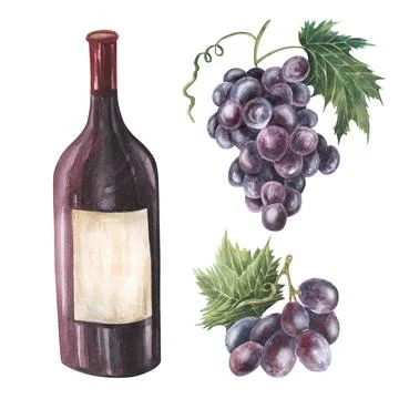Wine bottle of red wine., grape. Han drawn watercolor illustration. Drawing Stock Illustration