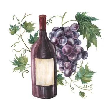Wine bottle of red wine., grape. Han drawn watercolor illustration. Drawing Stock Illustration