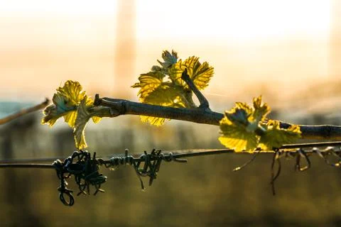 Wine buds in spring on a vineyard Stock Photos
