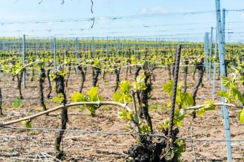 Wine buds in spring on a vineyard Stock Photos