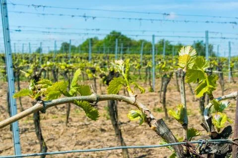 Wine buds in spring on a vineyard Фото