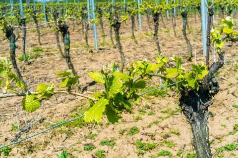 Wine buds in spring on a vineyard Stock Photos