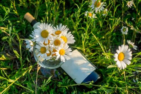 Wine in camomiles Stock Photos