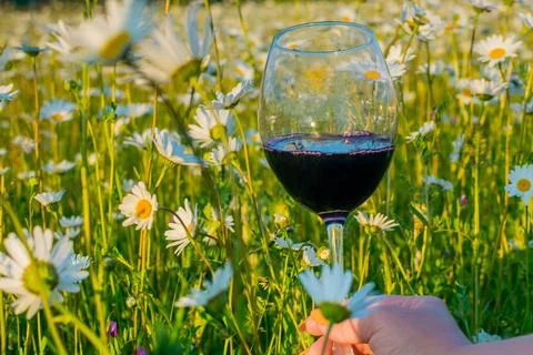 Wine in a chamomile field Stock Photos