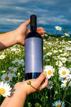 Wine in a chamomile field Stock Photos