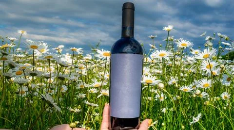 Wine in a chamomile field Stock Photos