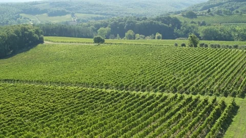 Wine Chianti 2 Stock Footage 249814512