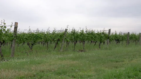 Wine concept rows of grape trees in vineyard. Stock Footage 310977403