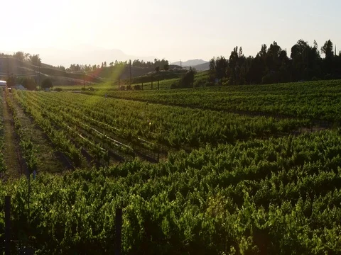 Wine country 스톡 동영상 77159511