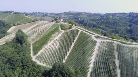 Wine cultivation in Italy Stock Footage