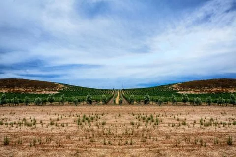 Wine desert Stock Photos