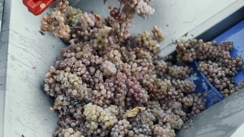 Wine factory, grape processing metal machine squeezing. Vídeo Stock 238533442