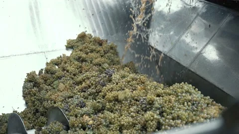 Wine factory, grape processing metal machine squeezing. Видео 238533448