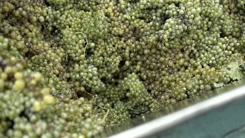 Wine factory, grape processing metal machine squeezing. Stockbeeldmateriaal 238533691