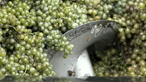 Wine factory, grape processing metal machine squeezing. Stock Footage 238534587