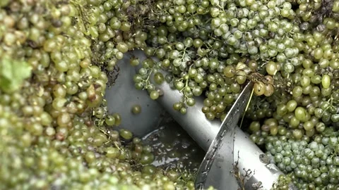 Wine factory, grape processing metal machine squeezing. Video stock 238534632