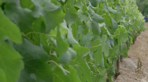 Wine Farm, Stellenbosch v02 Video stock 48137331