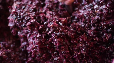 Wine Fermenting 스톡 동영상 50621127