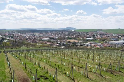 Wine field closeup spring view vineyard winery valley farming summer blue sky Stock Photos
