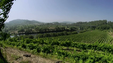 Wine field landscape with mountains and hills during day time, Portugal Stock Footage 128965166