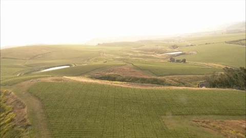 Wine Fields Aerial Stock Footage 115873799