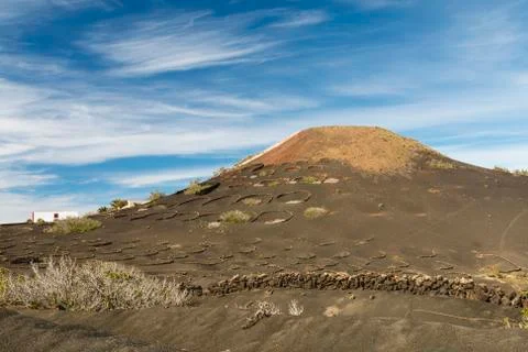 Wine fields between lava walls in the La Geria region in Lanzarote, Spain. Stock Photos