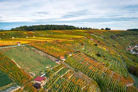 Wine fields in the fall Stock Photos