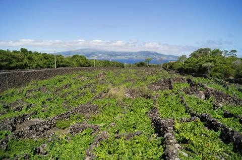 Wine fields on Pico Stock Photos
