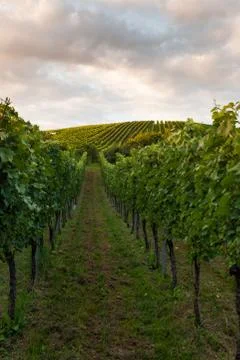 Wine fields in stuttgart germany Stock Photos