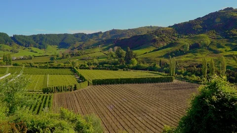 Wine fields, woods and moutains Stock Footage 85489715
