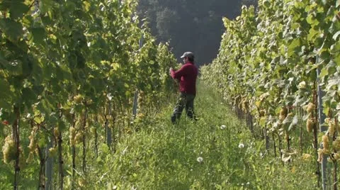 Wine Stock Footage 11259892