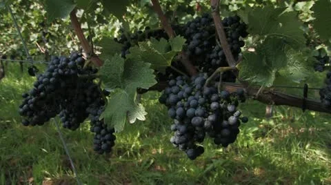 Wine Stock Footage 11259898