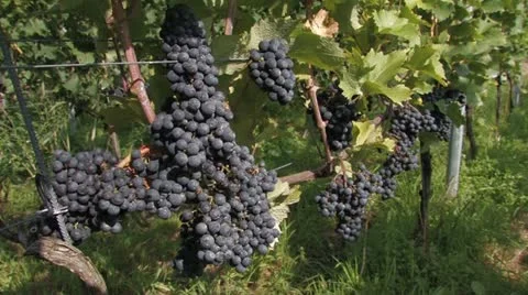 Wine Stock Footage 11259903