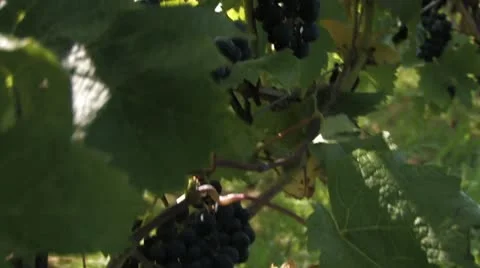 Wine Stock Footage 11259913