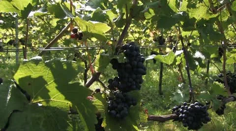 Wine Stock Footage 11259967