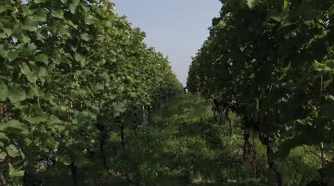 Wine Stock Footage 11259989