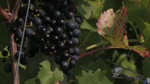 Wine Stock Footage 11259990
