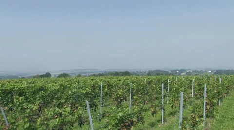 Wine Stock Footage 11259994