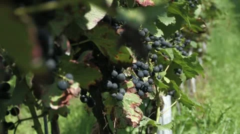 Wine Stock Footage 11259995