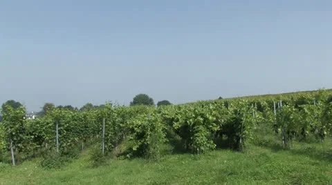 Wine Stock Footage 11259996