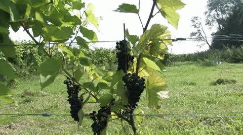 Wine Stock Footage 11259998