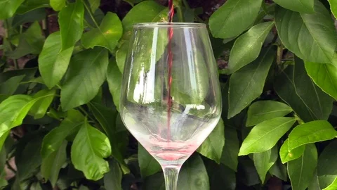 Wine Stock Footage 109424775