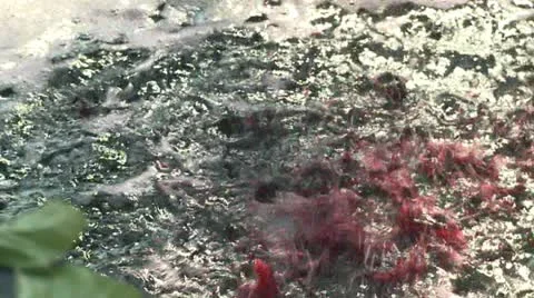 Wine fountain Video stock 11153842