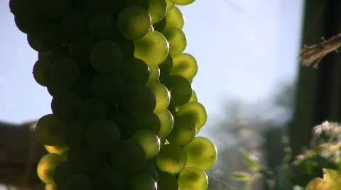 Wine grape against the light Stock Footage 515596