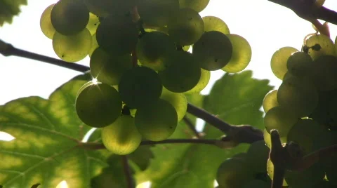 Wine grape against the light Stock Footage 515621