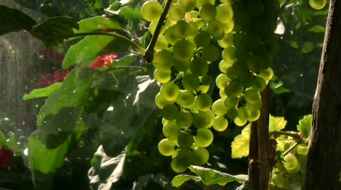 Wine grape against the light 스톡 동영상 515638