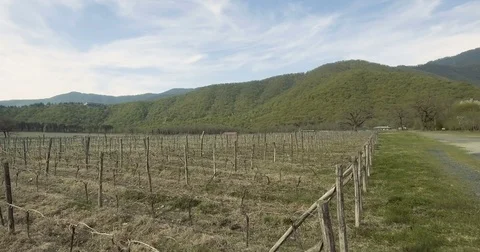 Wine Grape Area Stock Footage 75837636