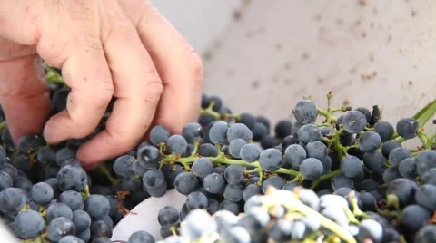 Wine Grape De-stemmer Stock Footage 879646